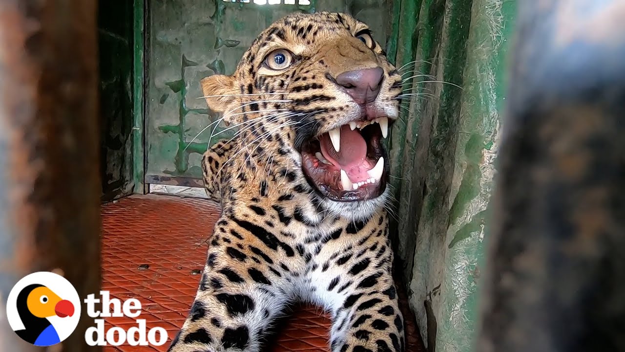 Leopard Stuck In An Elementary School Saved By Courageous Team