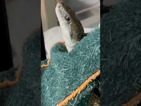 脱皮したてのヘビが大暴れしまくってます！！！！！