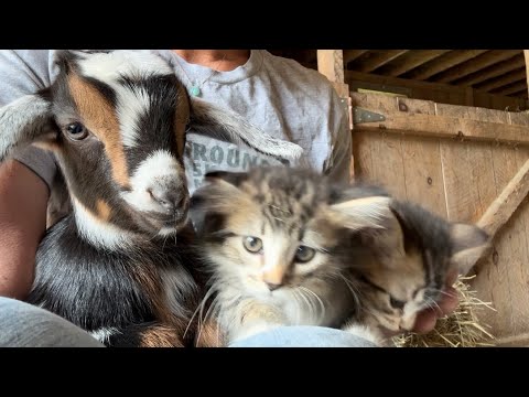 Kittens first trip to the barn!