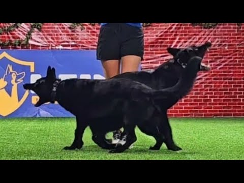 Best Protection Dog teams!