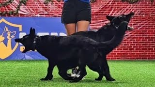 Best Protection Dog teams!