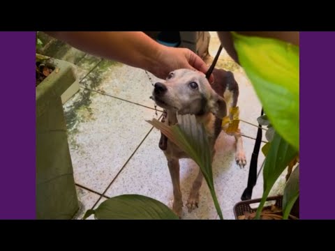 Cachorrinha Resgatada Vive Reviravoltas Até Poder Ser Feliz