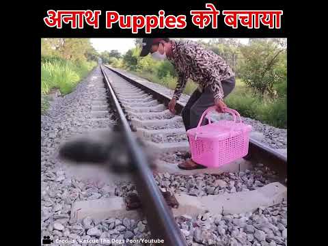 अनाथ Puppies की जान बचाई🙏❤ #shorts #humanity