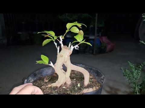 Mai vàng bonsai mini