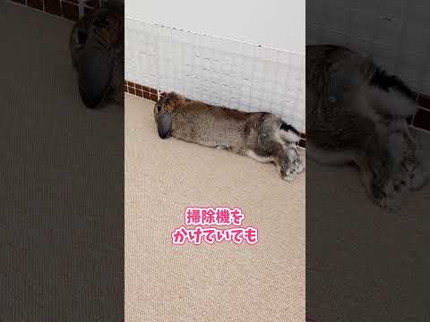 うさぎのにゃったの由来はなに？【でかしぇるりんた】 #shorts #bunny