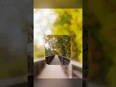 cầu gỗ bờ hồ Ontario #cầu #gỗ #boho #ontario #tamsucungcon #cây #rừng #nature