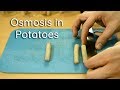 Exploring Osmosis in Potato Strips