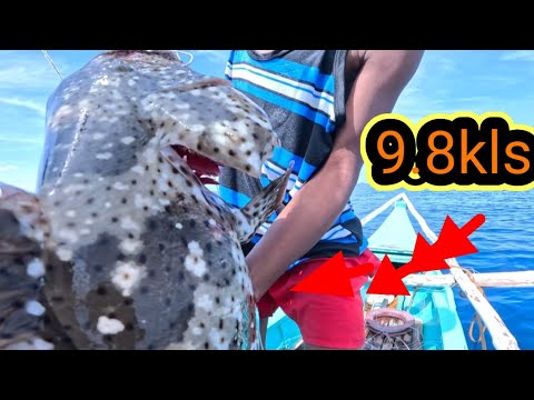 Nahuli rin Ang nagpabasak Giant Grouper!