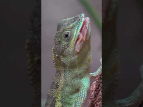 パクパク満足げ(字幕なし)