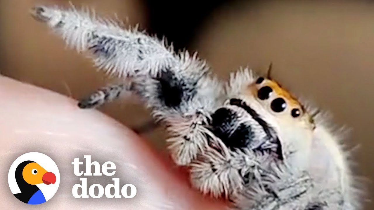 Spider Learns To Ask For High-Fives Little But Fierce