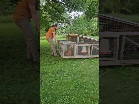 Thursday morning chicken tractor move #backyardchickens #doglover #homesteading