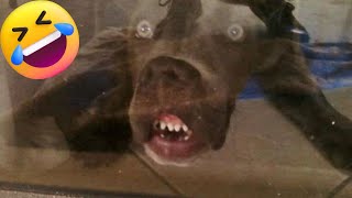 🤣 los Mejores Videos de Risa [ACTUALES] 🐶🐱 Perros y Gatos que te Harán Reír
