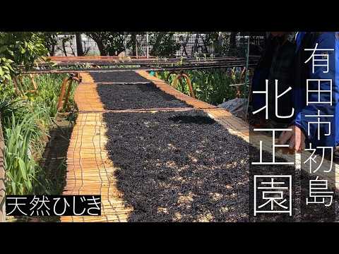 北正園 有田市の沖合の無人島 地ノ島・沖の島の磯で収穫した海草 うろうろ有田