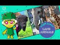 Wildlife Behavior and Characteristics