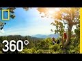 Giant Sequoia Trees and Climate Change