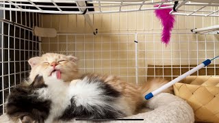 子猫と子猫のたわむれがかわいすぎる