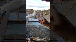 Cheating On My Pet Seagull With Sardines....