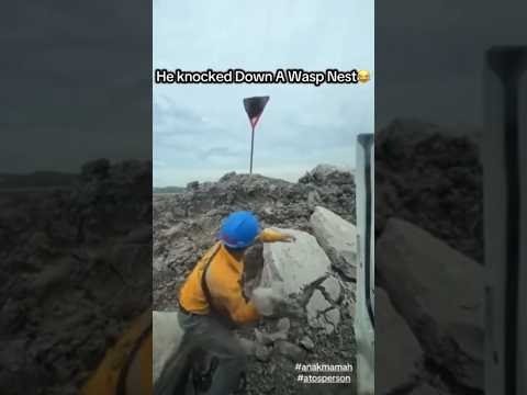 Exterminate the hornets 🐝 #funnyvideos #fyp #animals #funny #funnymoments