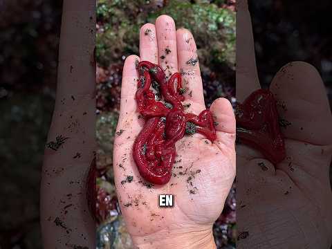 Le Ver Qui Cache Une Arme Extraterrestre