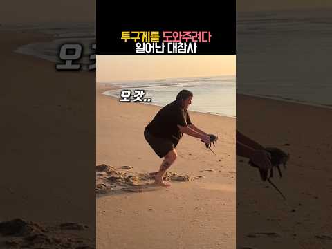투구게를 도와주려다 일어난 대참사 #유머 #투구게