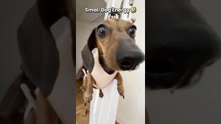 Small dog energy is HILARIOUS 🤣