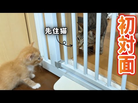 つい初対面！保護した子猫達を見た先住猫の反応が予想外だった