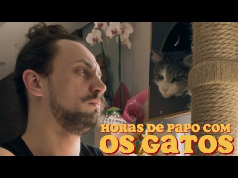 Horas de papo com os gatos #gatos