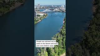 Harmful algae blooms again in Willamette River lagoon