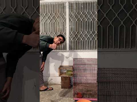 Finch Rescue🧺 #finch #birds #rescue #petsvlog #vicpettown