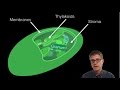 Chloroplasts and Photosynthesis Concepts