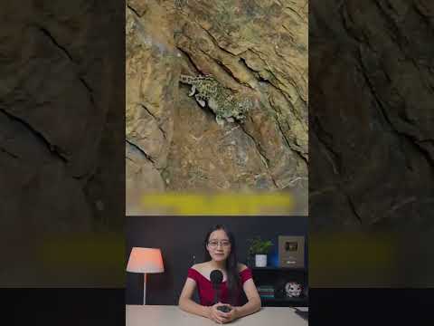 Báo tuyết săn mồi #shorts #review #haisan #danhbatca #dongvat #chetao