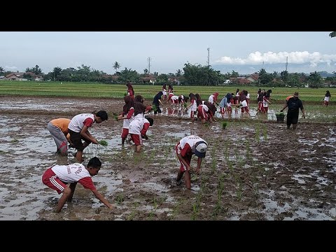 TUTORIAL TANAM PADI (TANDUR)