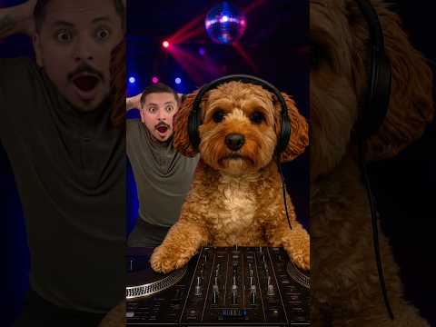 He’s a real party animal #dog #dogsitting #comedy #joking #party