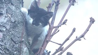 Two kittens is very feral in the street