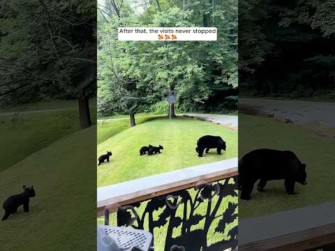 This bear returned to the family for something truly meaningful #bear #wildanimals