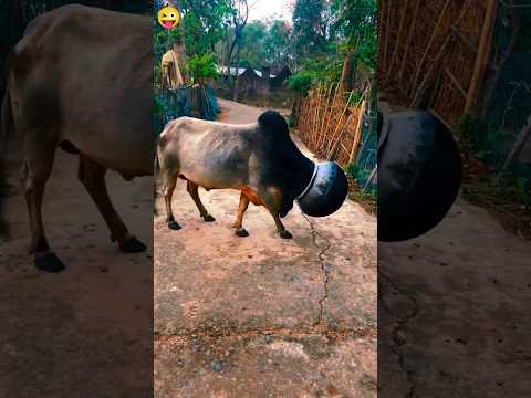 omg 😱 आज तो गाय का सिर फस गया 🤣 #funny 🤣 #shorts #ritik chaudhary