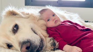 Golden Retriever Becomes the Softest Pillow for Newborn Baby