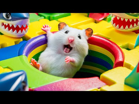 🐹 The Rainbow Pool Prison Challenge | Hamster’s Daring Escape