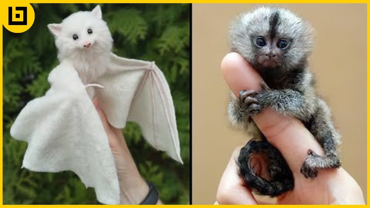 20 Cutest Animals you will Want to Own
