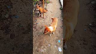 lovely cute puppy #youtubeshorts #ytshorts #puppy #dog #shortsvideo #dogshorts #shorts #ytviral