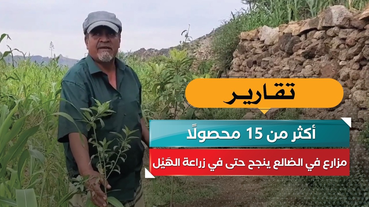 قناة السعيدة