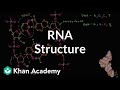 Exploring the Molecular Structure of RNA