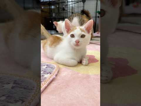 猫の動画サムネイル - 乱闘に巻き込まれる関口宏猫