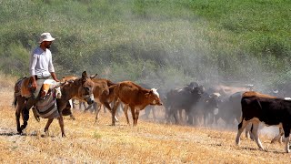 Çiftlikte Yaşam ve Mandalar Belgesel 4K