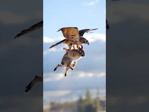 🦅 The Sky's Master: Hawk's Stunning Hunt! 🐇