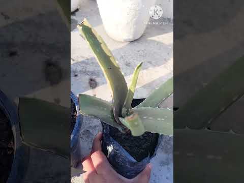 my  cute  gander #shorts 🥰🥰###shorts ##shorts shorts #shorts 😍