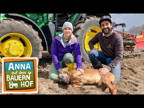Mogli und die Lämmer | Anna auf dem Bauernhof | #1