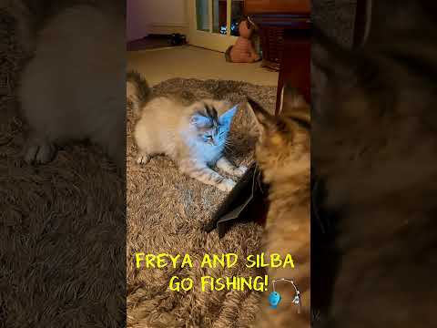 Fluffy Maine Coon Kittens 'Go Fishing'! 🎣😸   #kittens #mainecoon #cat #cutecat #cute