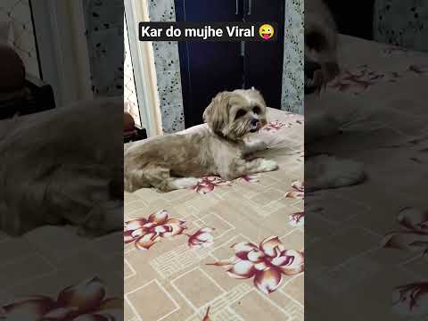 dog #cutepet #funny #ytshorts #viral