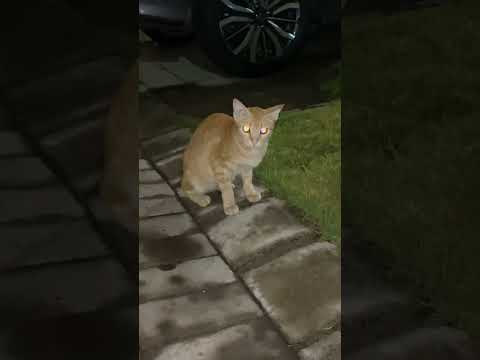 Ghost Cat, His Eyes Can Be Turned On Sama As Lamp. #cat #cute #kitten #youtubeshorts #shorts #short